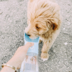 How to Choose an Eco-Friendly and Portable Dog Water Bottle for Travel 