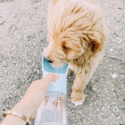 How to Choose an Eco-Friendly and Portable Dog Water Bottle for Travel 
