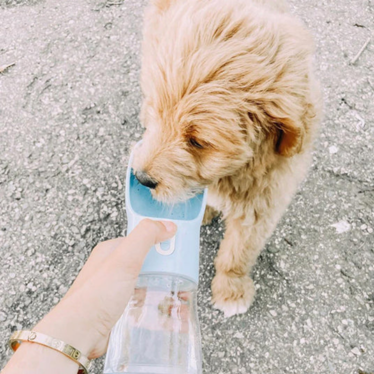 How to Choose an Eco-Friendly and Portable Dog Water Bottle for Travel 